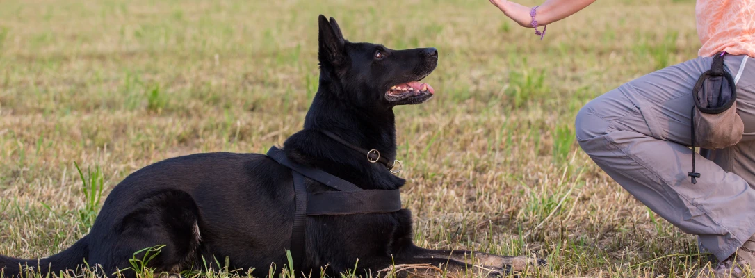 Orlando In-Home Dog Training