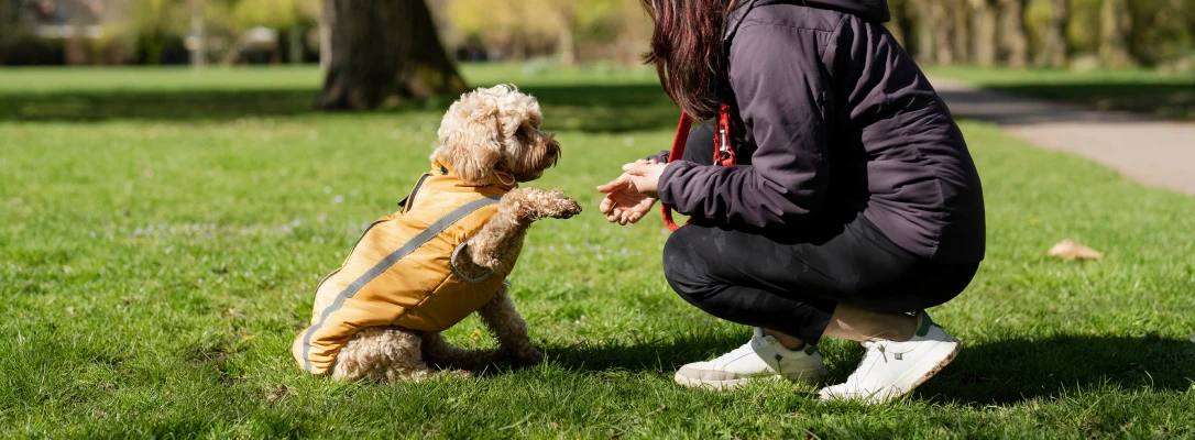 Winter Park In-Home Dog Training