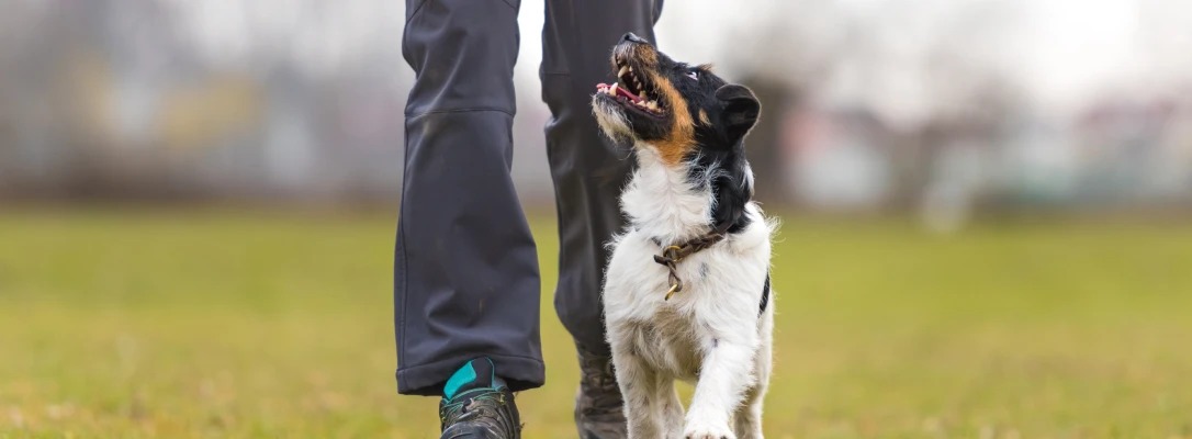 Baldwin Park In-Home Dog Training