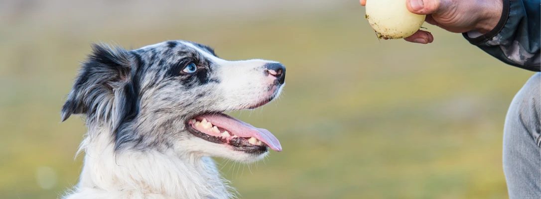 Orlando In-Home Dog Training
