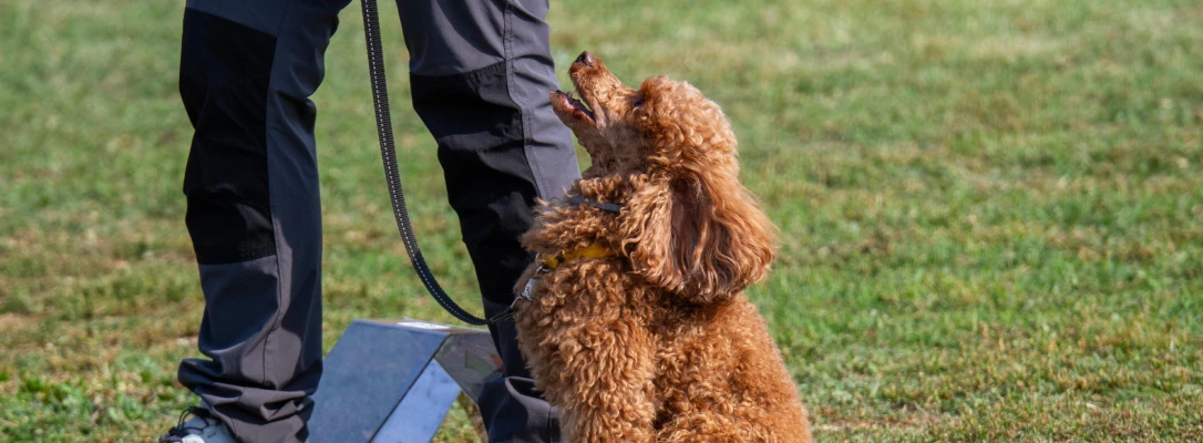 Winter Park In-Home Dog Training