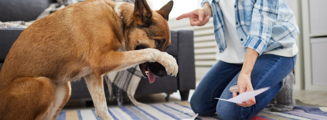 Orlando In-Home Dog Training