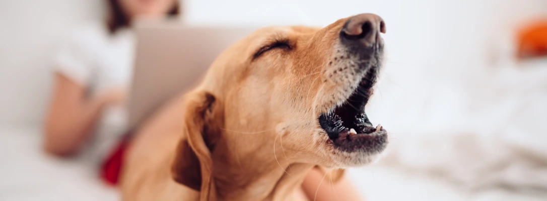 Winter Park In-Home Dog Training