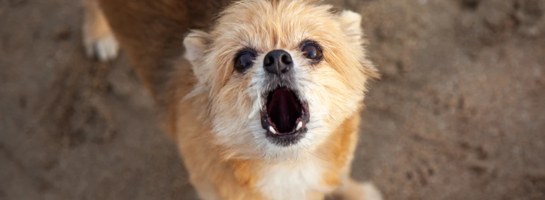 Baldwin Park In-Home Dog Training