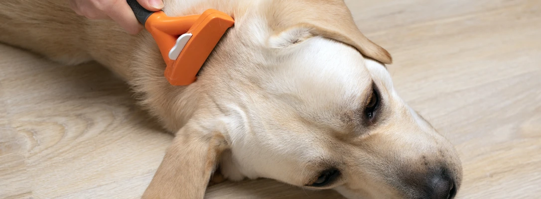 mobile dog and cat grooming near me