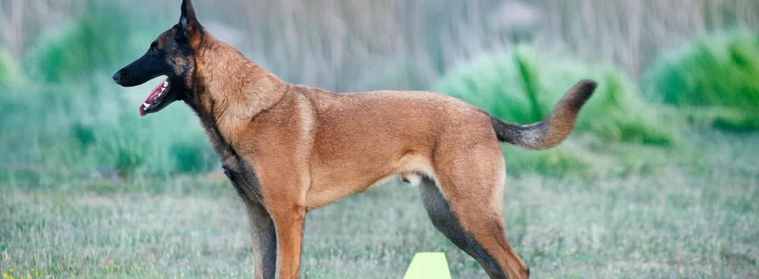 orlando dog training
