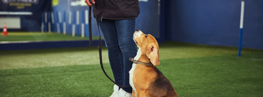orlando dog training