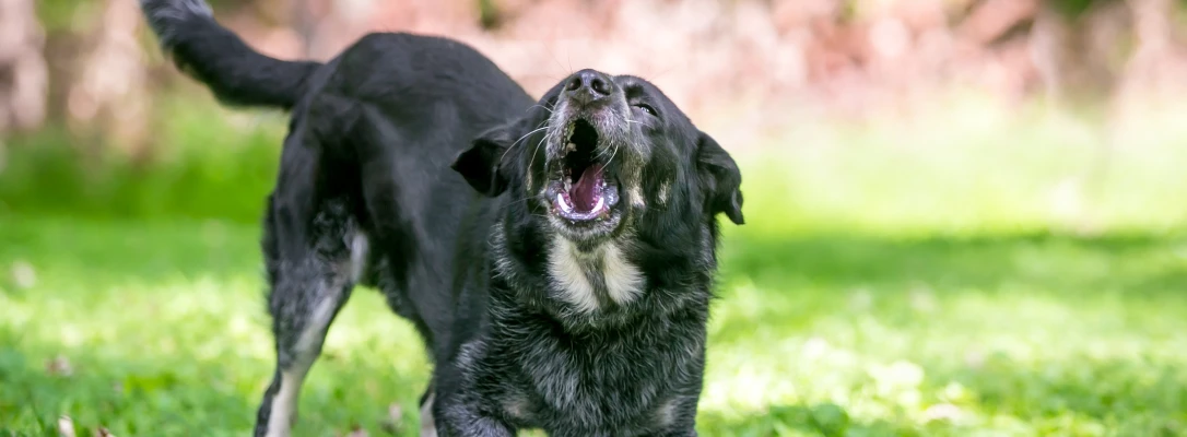 orlando dog training