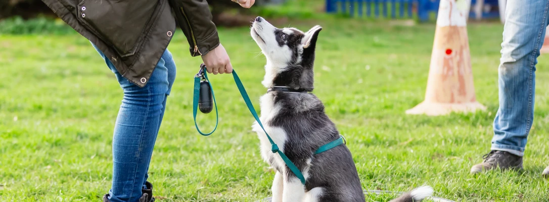 Orlando Dog Board & Train