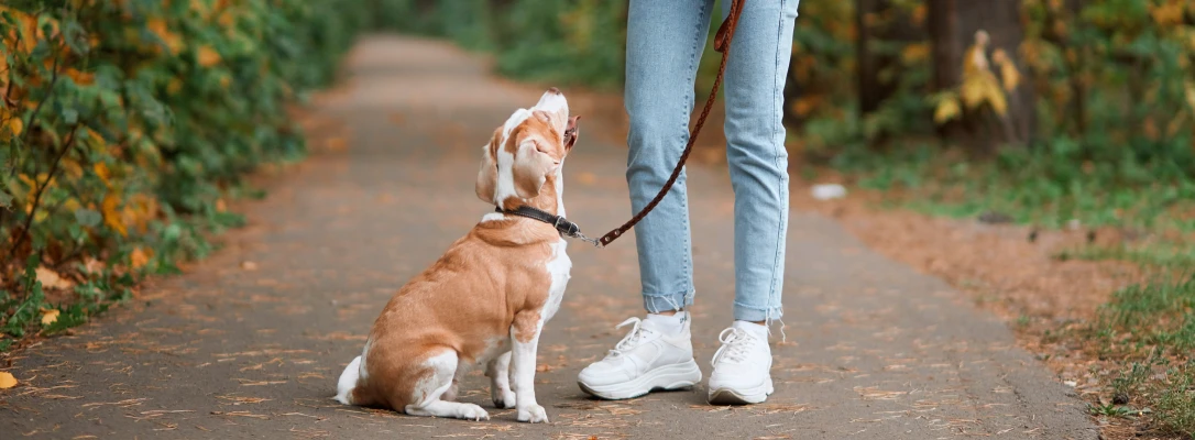Orlando Dog Board & Train