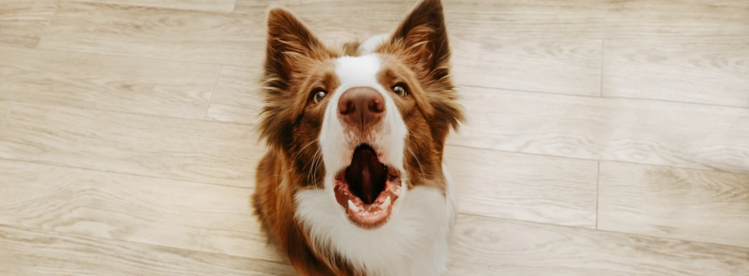 Orlando Dog Board & Train