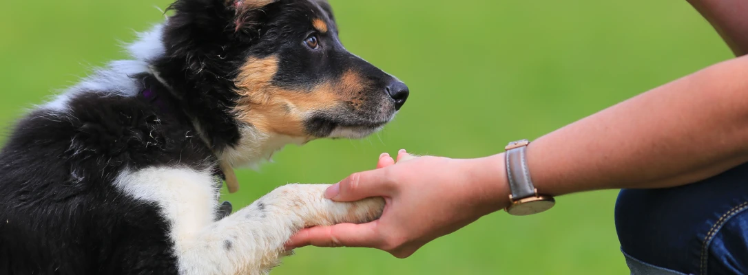 Orlando Dog Board & Train