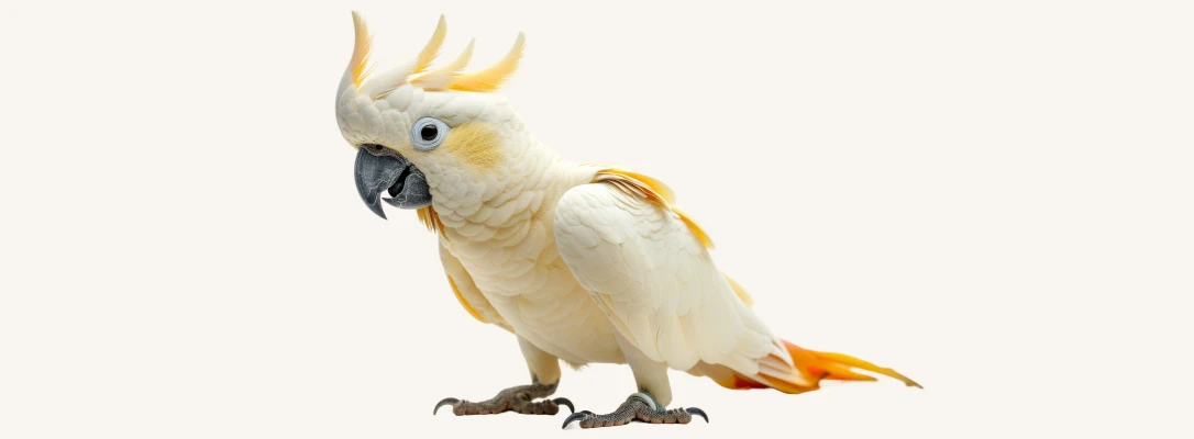 pet grooming near me