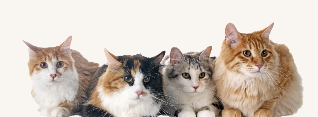 pet grooming near me