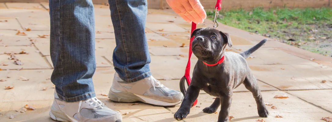 orlando dog training