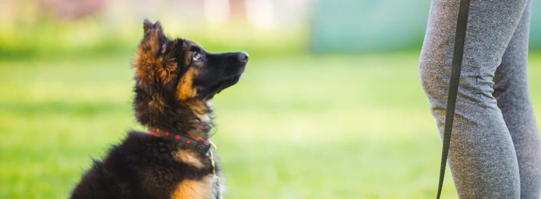 Orlando In-Home Dog Training