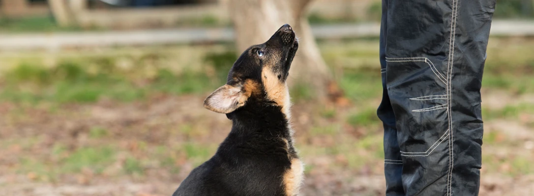 Winter Park In-Home Dog Training