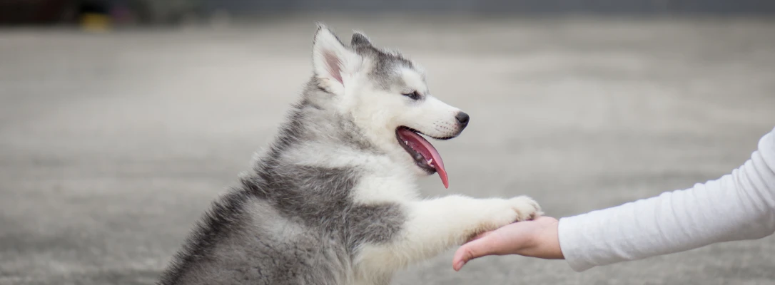 Baldwin Park In-Home Dog Training