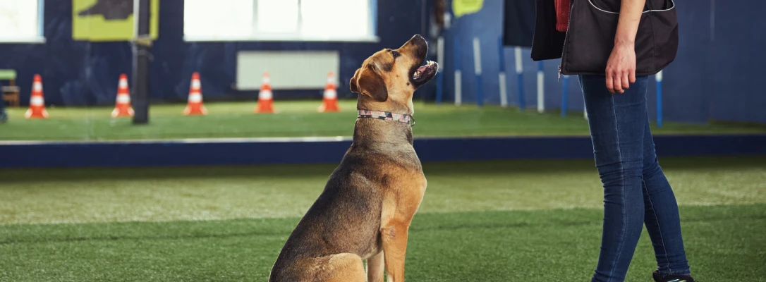 winter park dog training