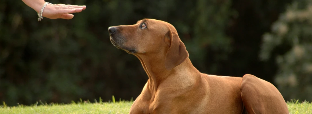 winter park dog training