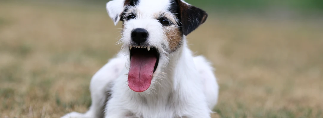 winter park dog training