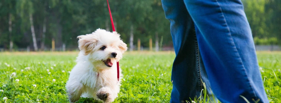 winter park dog training